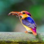 Climate change is now beginning to affect humans as well as animals