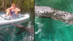 Florida: Alligator attempts to bite woman’s paddleboard