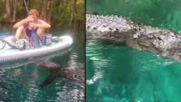 Florida: Alligator attempts to bite woman's paddleboard