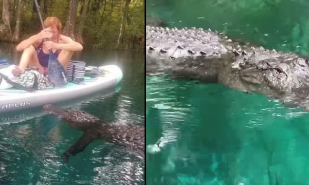 Florida: Alligator attempts to bite woman's paddleboard