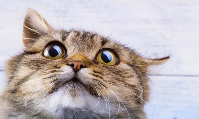 Stressed out cats because owners remain home during pandemic