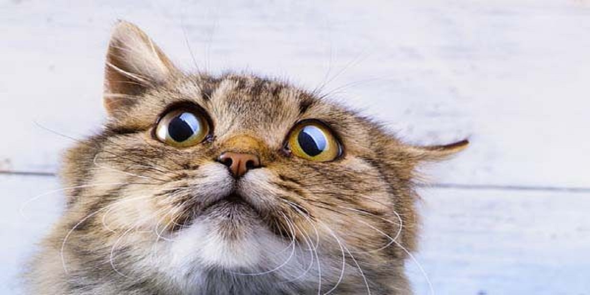 Stressed out cats because owners remain home during pandemic