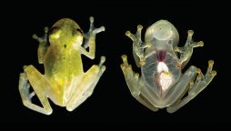 Glass frog with translucent skin found in Costa Rica   