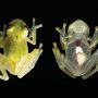 Glass frog with translucent skin found in Costa Rica   