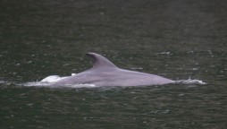 Dolphin swimming in a flooded neighborhood in the state of Louisiana