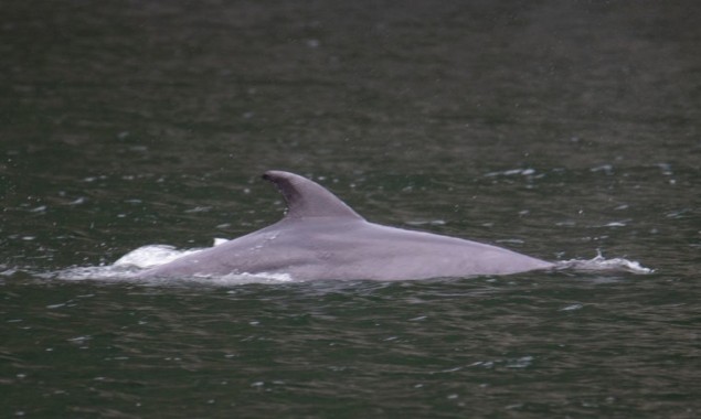 Dolphin swimming in a flooded neighborhood in the state of Louisiana