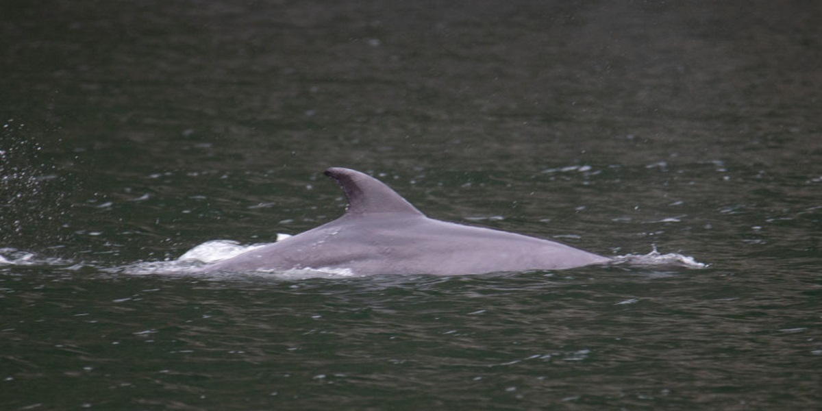 Dolphin swimming in a flooded neighborhood in the state of Louisiana