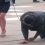 Woman walks husband on a leash after curfew, ends up with $3000 fine