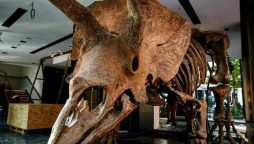 The world's biggest triceratops “Big John” on sale in Paris