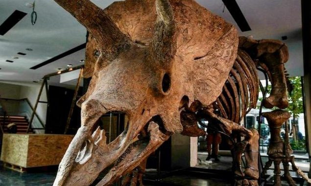 World’s biggest triceratops “Big John” on sale in Paris