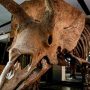 World’s biggest triceratops “Big John” on sale in Paris