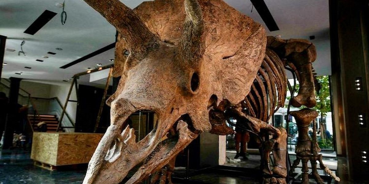 The world's biggest triceratops “Big John” on sale in Paris