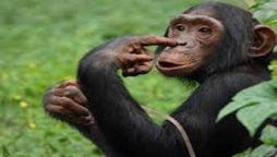 Because of the affair with a chimpanzee, a zoo banned women