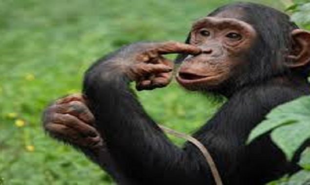 Because of the affair with a chimpanzee, a zoo banned women