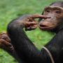 Zoo barred women after an affair with a chimpanzee