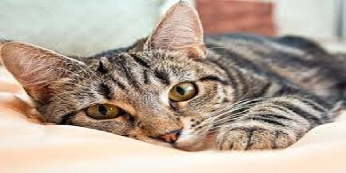 Stranded lost cat reunited with their owners after 10 years
