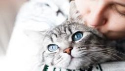 Runaway feline found at JFK air terminal after a couple of weeks