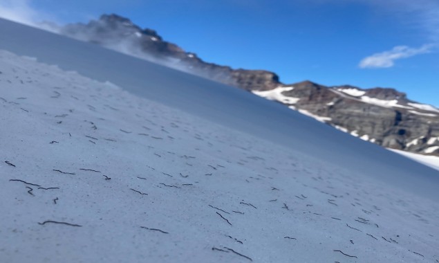 Mysterious thread-like worms that wiggle through snow