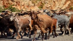 Herd of stray goats makes their way through a Georgia village