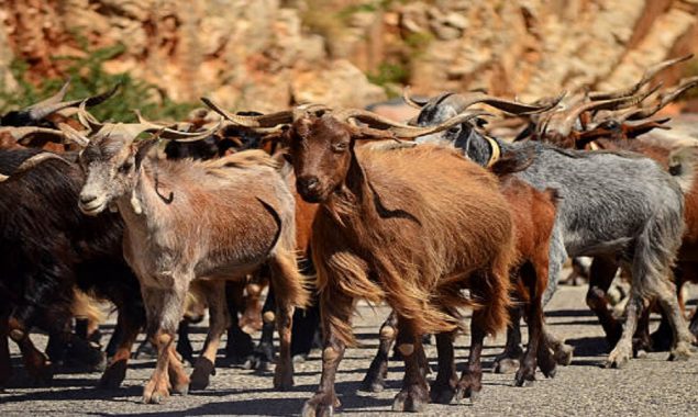 Herd of stray goats makes their way through a Georgia village