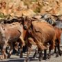 Herd of stray goats makes their way through a Georgia village