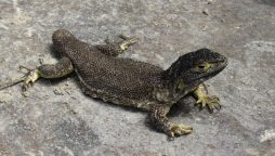 New lizard species discovered in Peru