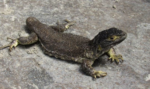 New lizard species discovered in Peru