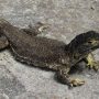 New lizard species discovered in Peru