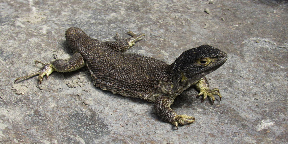 New lizard species discovered in Peru
