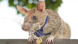 Cambodia: Lets meet landmine-detecting rat ‘Magawa’ who has saved countless lives