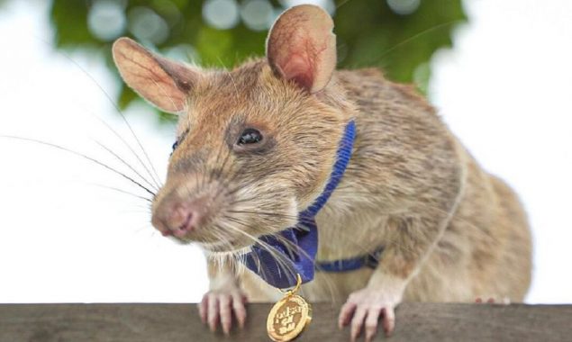 Cambodia: Lets meet Landmine-Detecting Rat ‘Magawa’