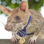 Cambodia: Lets meet landmine-detecting rat ‘Magawa’ who has saved countless lives