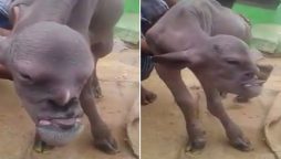 Villagers are terrified of a mutant goat with an oddly human face