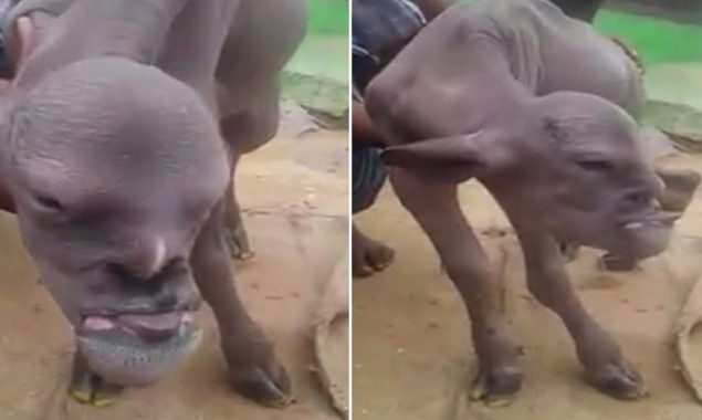 Villagers are terrified of a mutant goat with an oddly human face