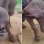 Villagers are terrified of a mutant goat with an oddly human face