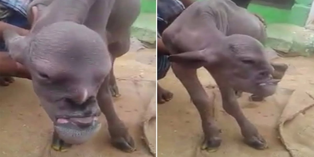 Villagers are terrified of a mutant goat with an oddly human face