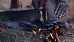 African ‘Nutritious Burger Patty’ is made from 500,000 Flies