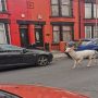Rare White Stag shot by police officers after running wild