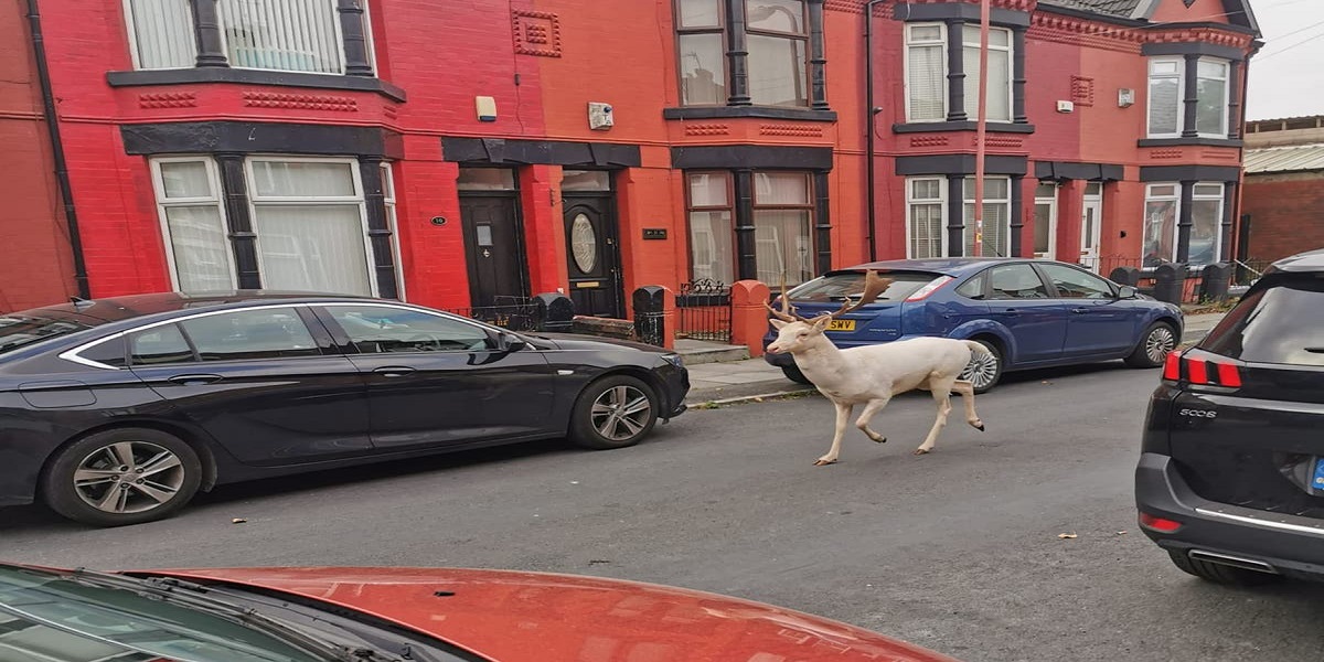 Rare White Stag killed by police officers after running wild