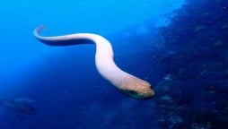 Massive sea snake approaches man, what happens next?