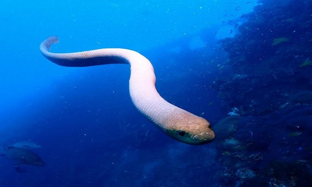 Massive sea snake approaches man, what happens next?