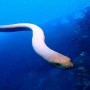 Massive sea snake approaches man, what happens next?