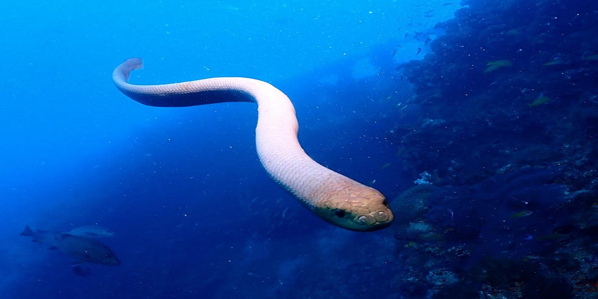 Massive sea snake approaches man, what happens next?
