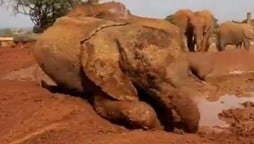 Baby Elephant mud bath video goes viral on the internet