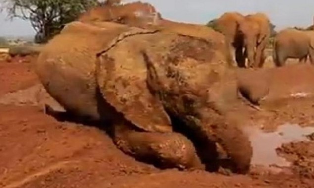 Baby Elephant’s mud bath goes viral on the internet