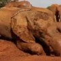 Baby Elephant’s mud bath goes viral on the internet