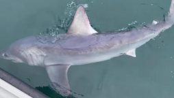 Mind-Blowing Capture: Man Captures Record-Breaking 7-Foot Shark