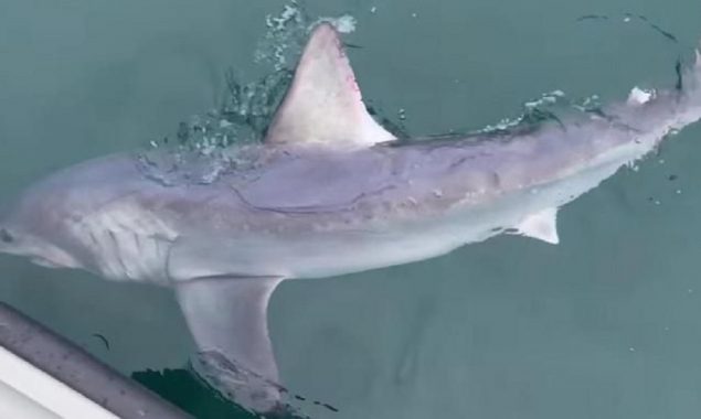 Mind-Blowing Capture: Man Captures Record-Breaking 7-Foot Shark