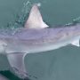 Mind-Blowing Capture: Man Captures Record-Breaking 7-Foot Shark