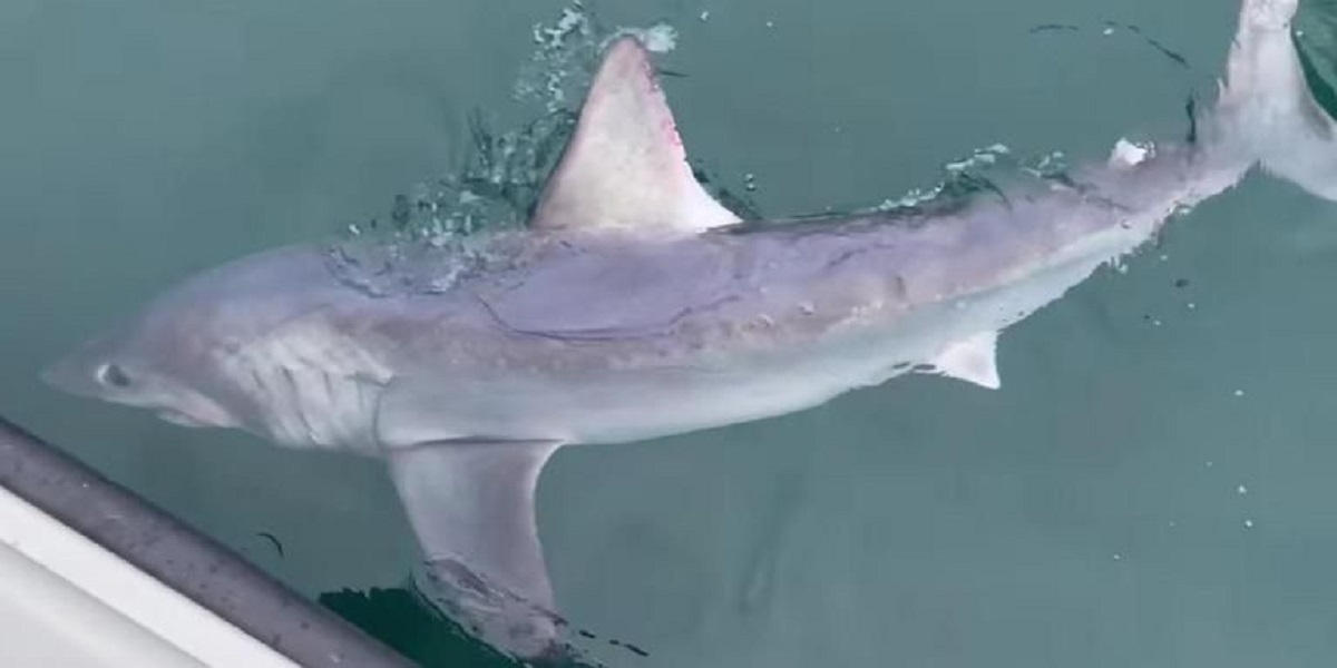 Mind-Blowing Capture: Man Captures Record-Breaking 7-Foot Shark